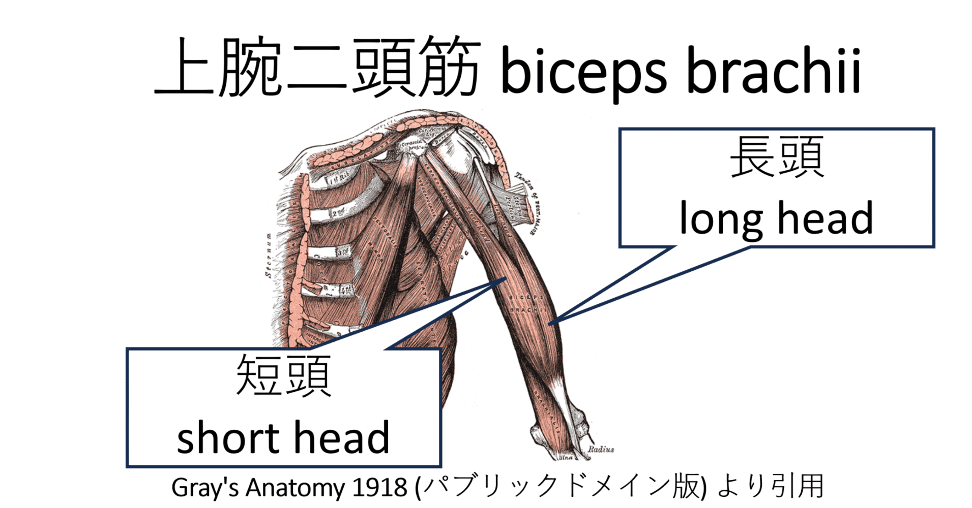 医学博士が語る「上腕二頭筋の解剖学」｜【医学博士】町田志樹