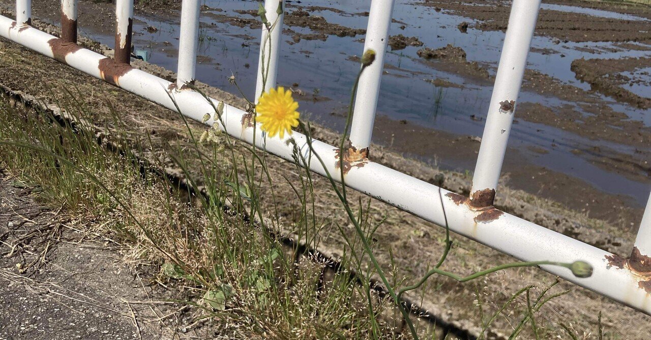 隣の芝が青くていい。自分の芝が青いと感じられるかどうかだ