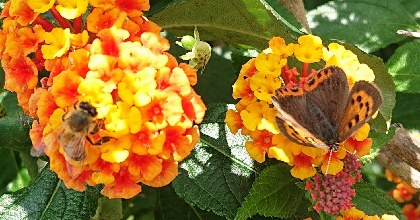 花とミツバチと回文】ランタナ｜ぱぴりお(虫と回文)