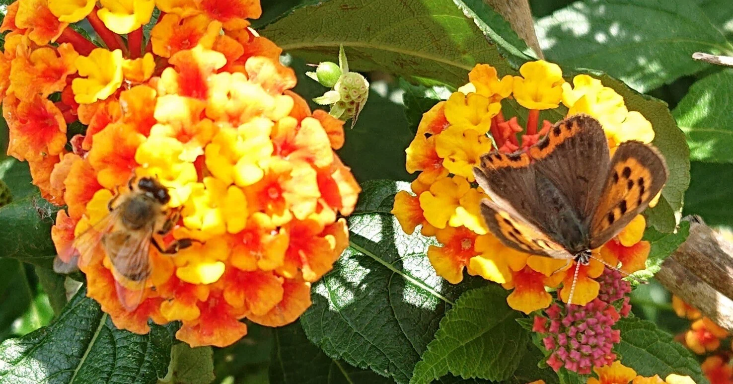 昆虫と花とイチゴ ヴィンテージ ステンドグラス 蜻蛉 ミツバチ 蝶々 花とミツバチと回文】ランタナ｜ぱぴりお(虫と回文)