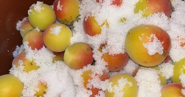 ブランド通販 十郎梅の梅干し完成とその後（十郎梅その4～6、追記あり）｜梅も フルーツ・果実