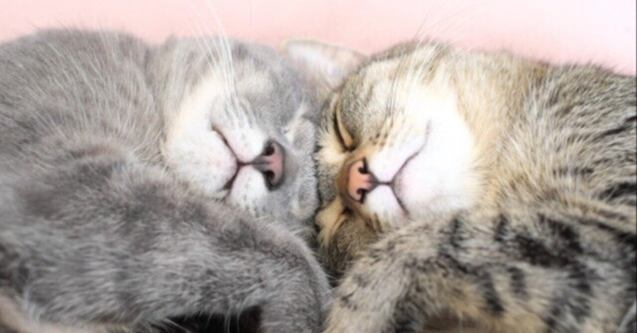 ●あなたのスキ&フォロワーが増えない原因は、あなたが〇〇をしてないから!?ユウキマインドフルネスでレス克服【フォロバ100】