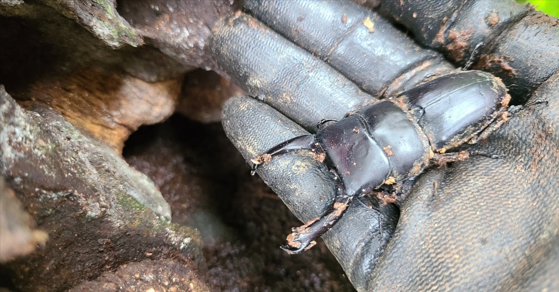 ボルネオ島 昆虫採集紀行③ 🇲🇾｜キヨタミ