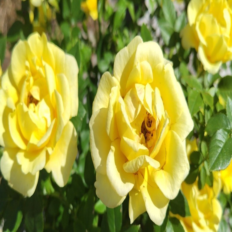 今日の花#22 バラ🌹薔薇🌹ばら｜ジャスミンティータイム