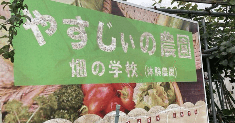 旬のインゲン豆とダイコンの収穫