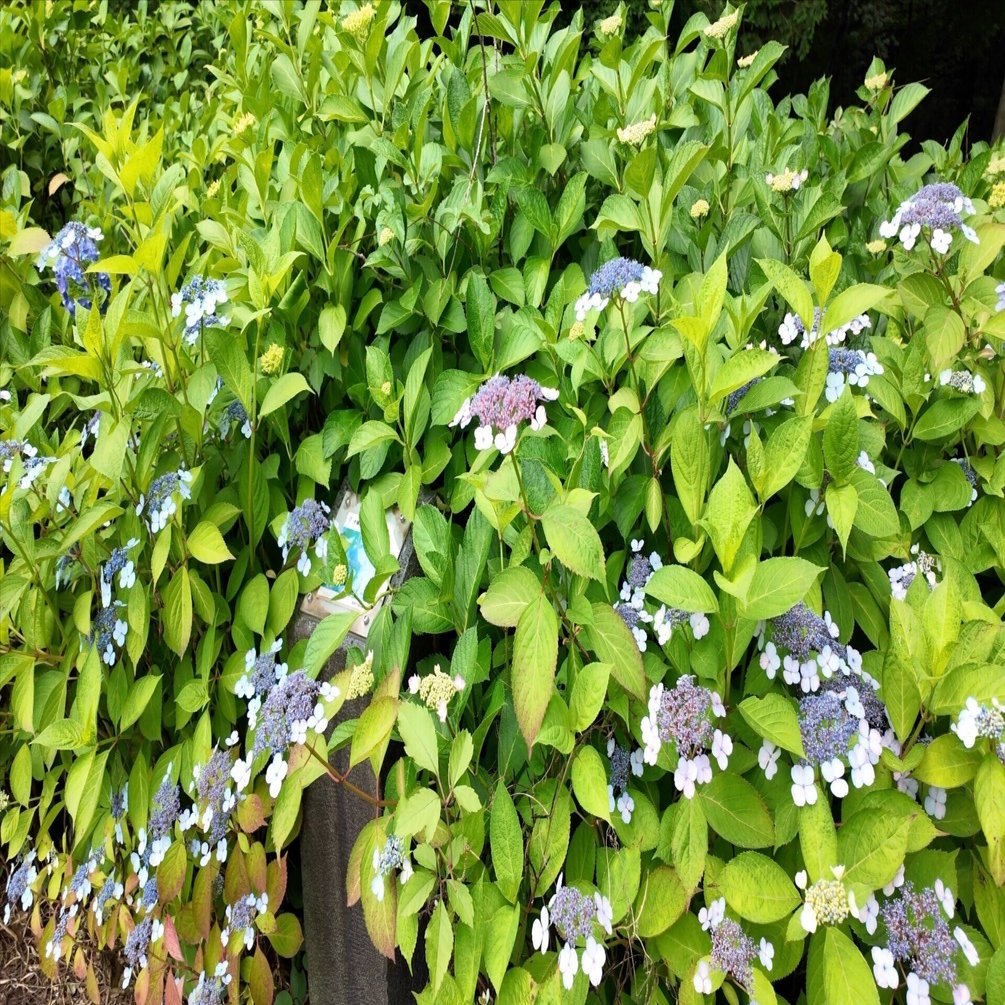 紫陽花と木漏れ日の道｜茶屋ヶ坂公園で初夏を感じるお散歩｜Masami Ikawa