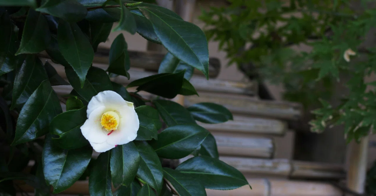 【連載】はじめての茶道3：侘茶の「侘び」とは何か。｜KODO