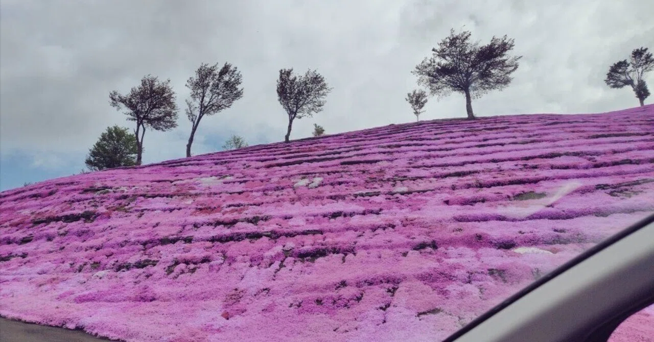 強行突破！日本一の芝ざくら滝上公園／ミドル夫婦の車中泊de道の駅