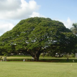 モンキーポッド