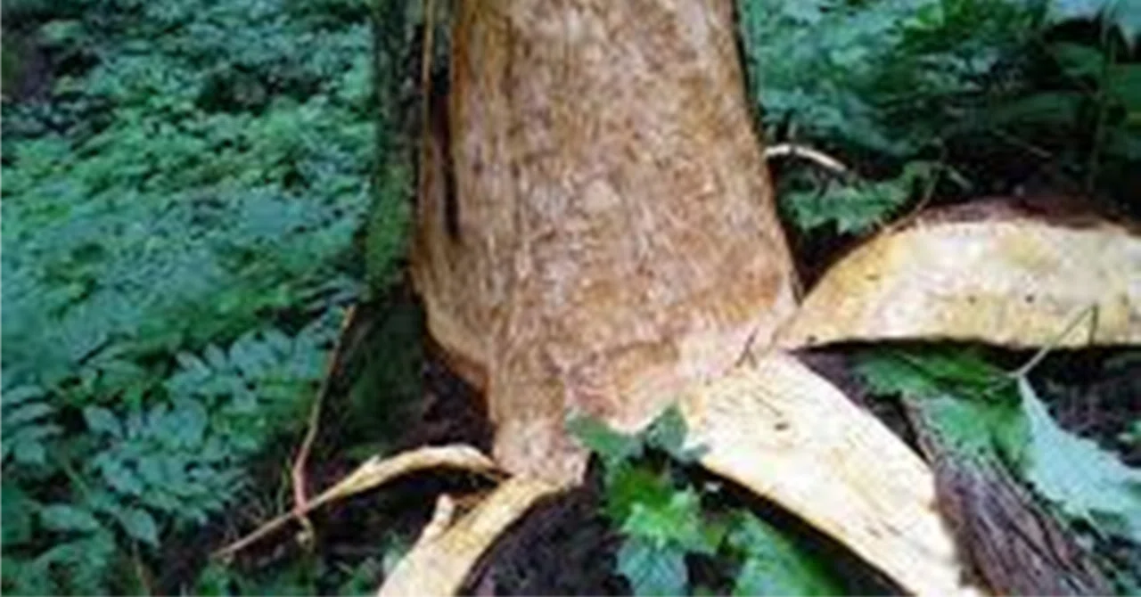 Bark-stripping behavior of Asiatic black bears on trees｜IIZUKA K