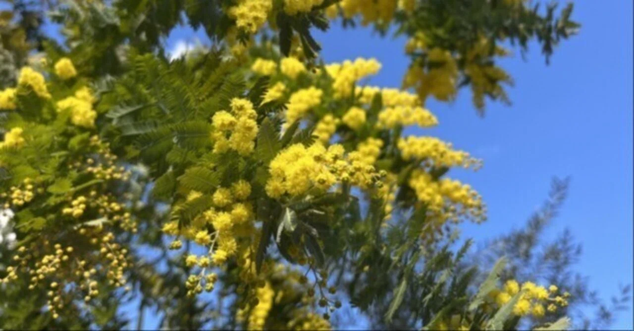 週末投稿】つれづれ有用植物＃294（マメ科アカシア属アカシア