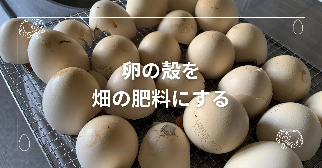 卵の殻を畑の肥料に】我が家の再利用方法と使い方・作り方｜三月のたぬき