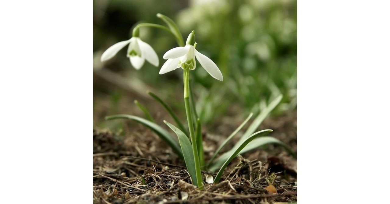 北欧の 童話を飾る 雪の花 ひぐち 北欧デンマーク Note