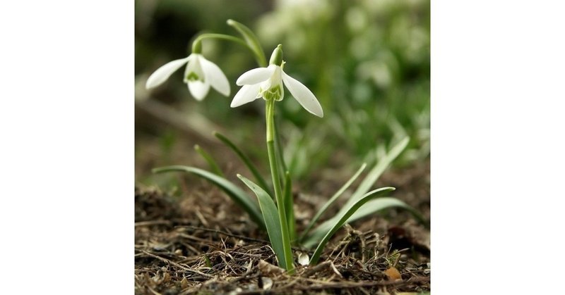 北欧の 童話を飾る 雪の花 ひぐち デンマークで仕事中 Note