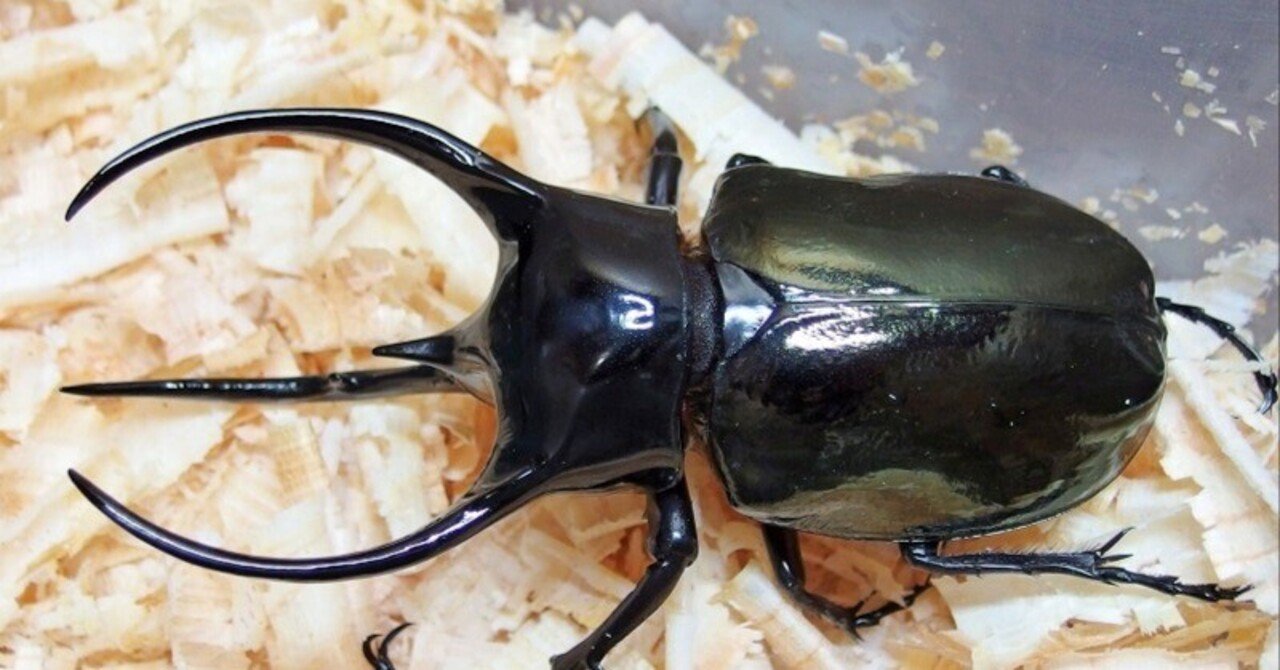 WD】ベトナム産 コーカサスオオカブトの飼育記録【2015～2017】｜AKECHI