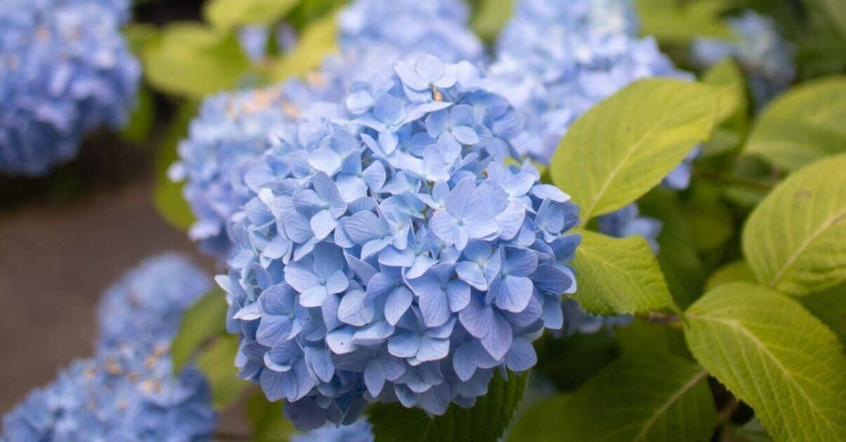 ぷうあさま専用（原画）月と紫陽花 ほか　9点おまとめ 6/28のにっぽんのいろは「紫陽花青（あじさいあお