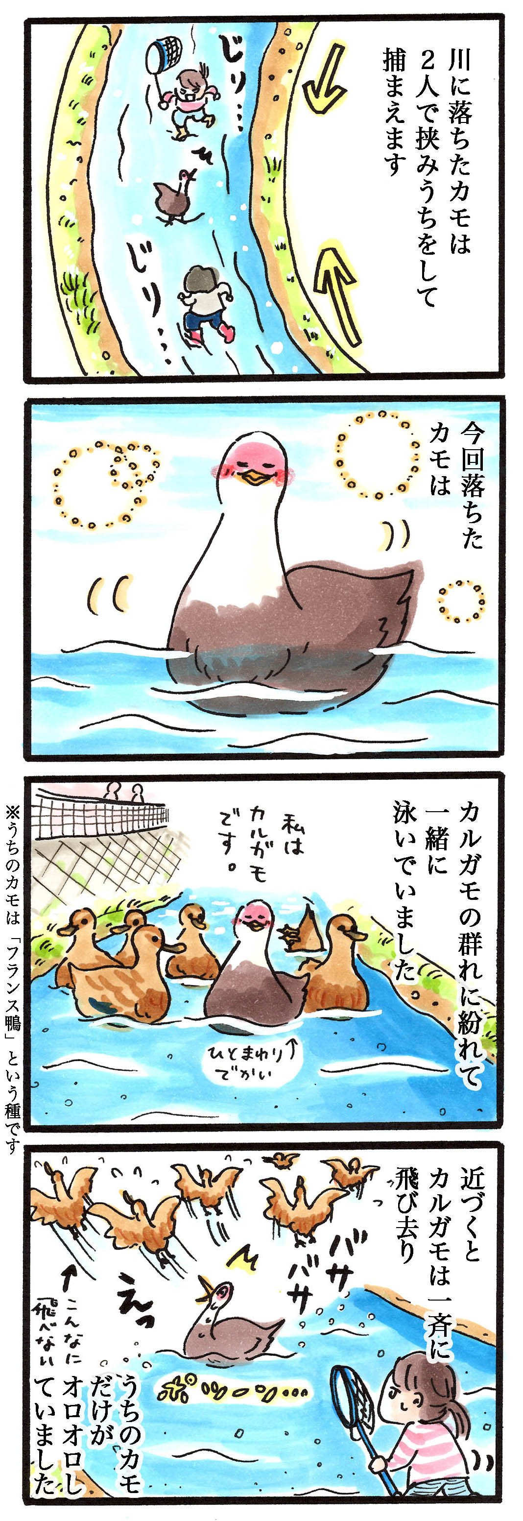 川に落ちたカモを捕まえる 1 水谷緑 Note 川に落ちたカモを捕まえる 1 水谷緑 Note