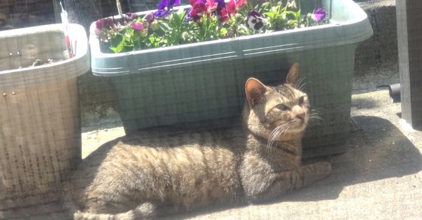 I tried to touch my parents' cat for the first time in a