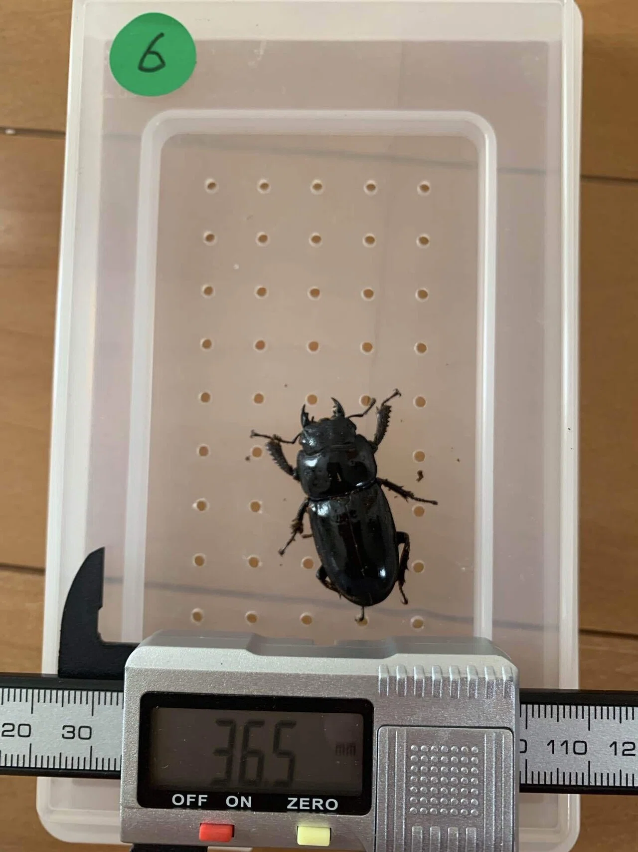 天然野外採取オオクワガタ左６２.５右59 長野県産 天然 天然野外採取オオクワガタ左62.5右59の通販は