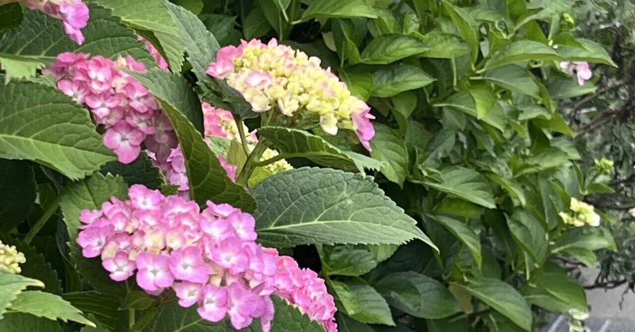 紫陽花｜rimae