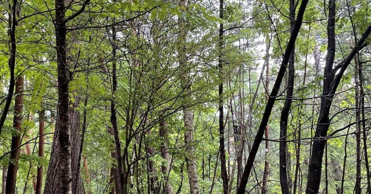 Margiela at Villa in the Forest｜kyon