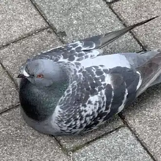 みつき｜日記バト
