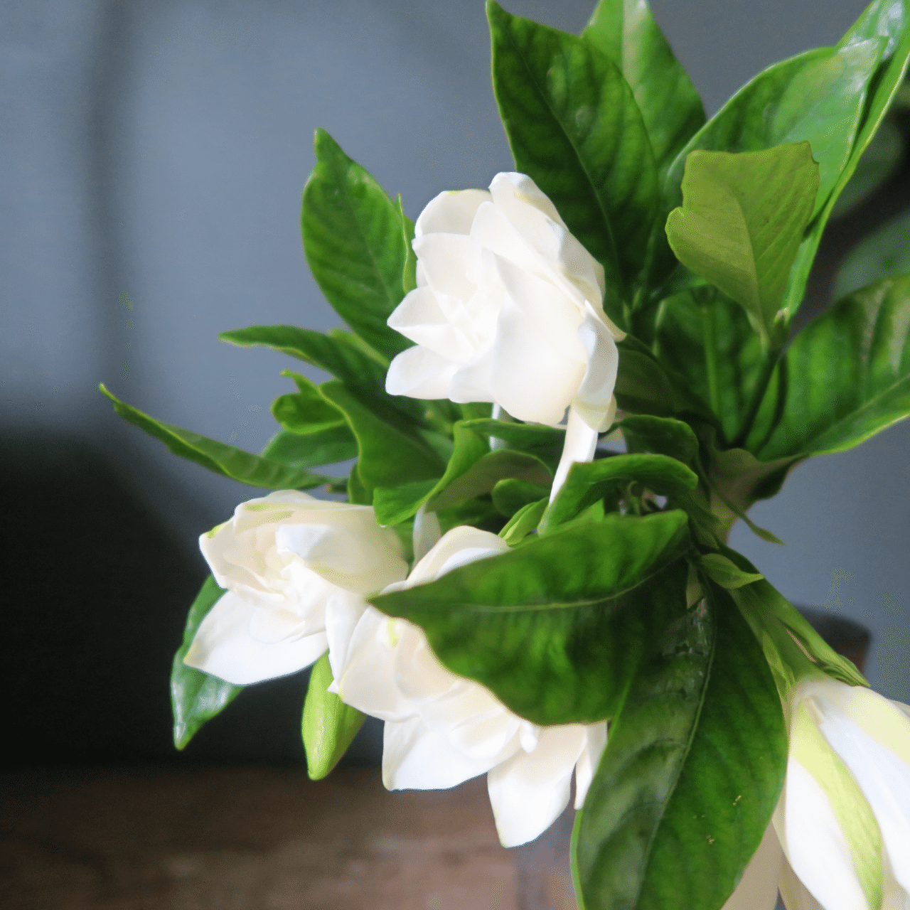 今日の花 クチナシ｜花屋のラフ