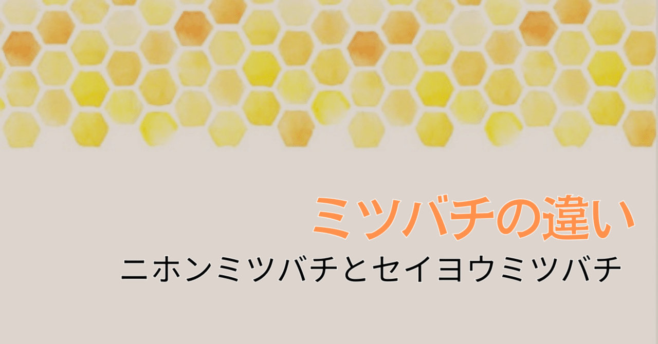 日本みつばちトラップ 入居歴
