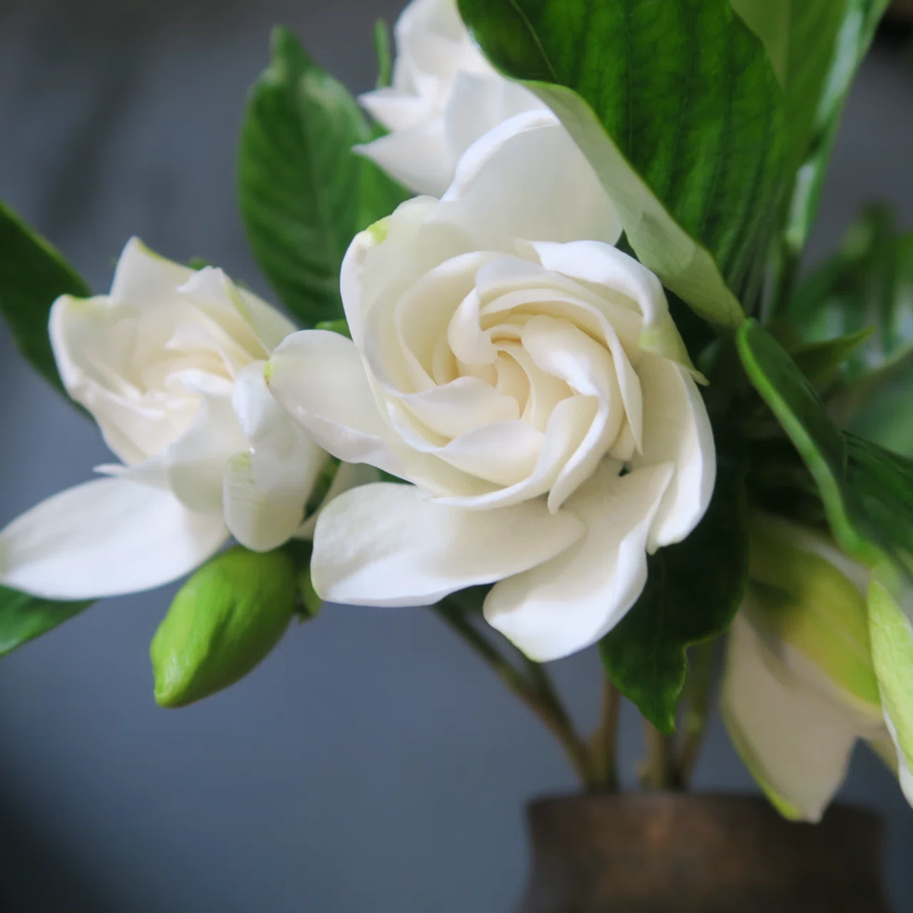クチナシの花 今日の花 クチナシ｜花屋のラフ