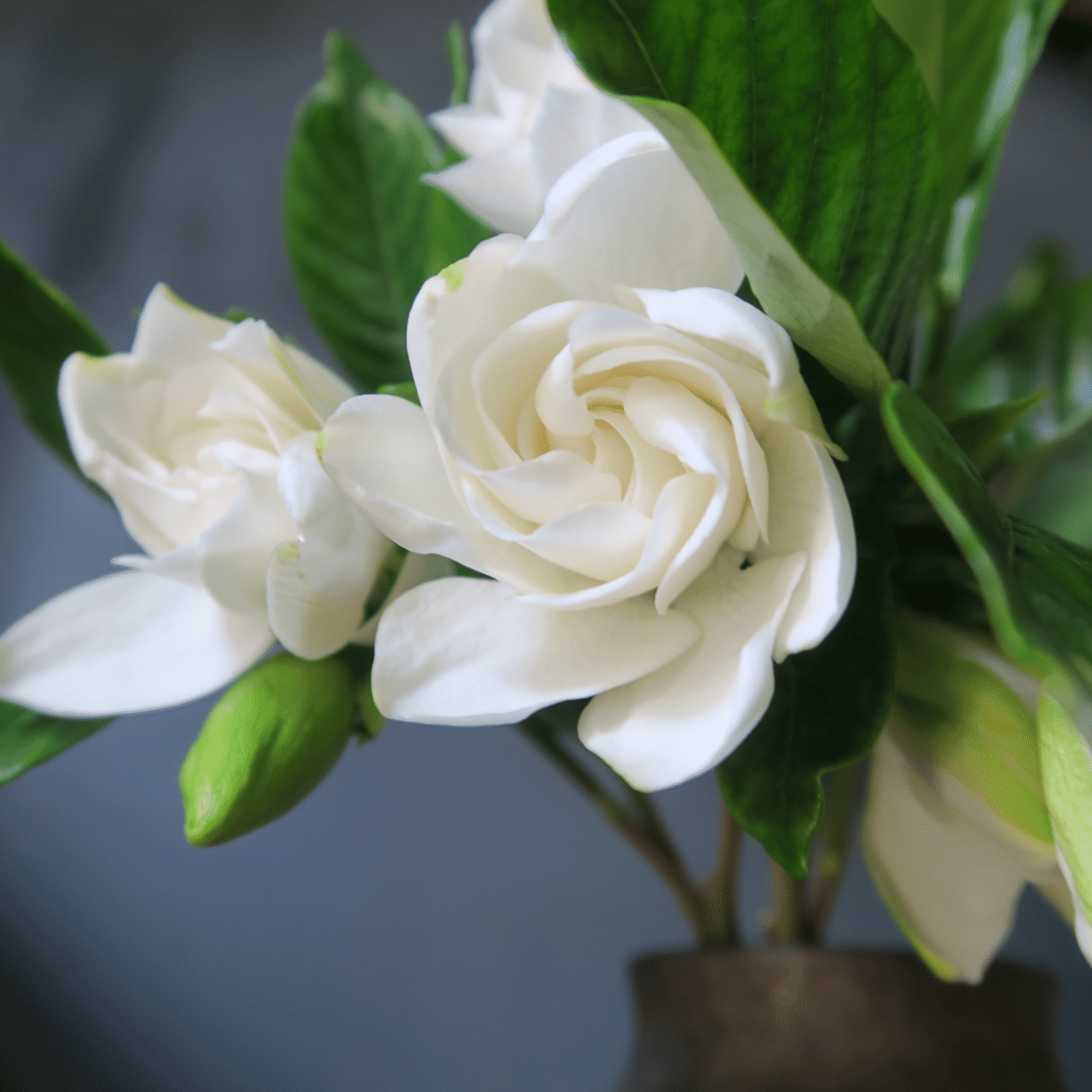 今日の花 クチナシ｜花屋のラフ