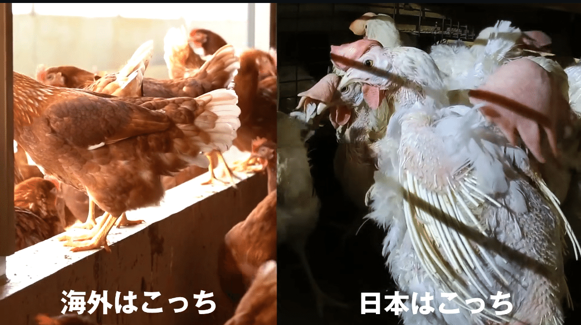 卵と鶏 4 東京烏骨鶏 烏骨鶏 4個 有精卵 種卵 放し飼い 【送料無料