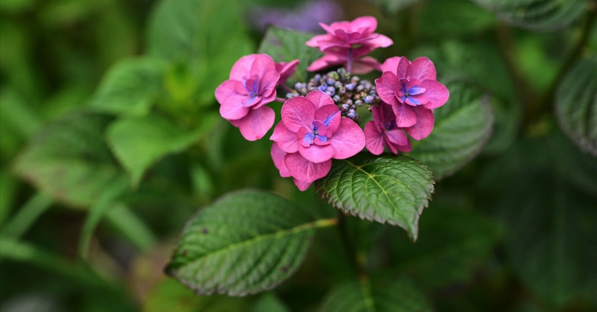 紫陽花 （Z9 ： Opera 50mm F1.4 FF）｜シェル