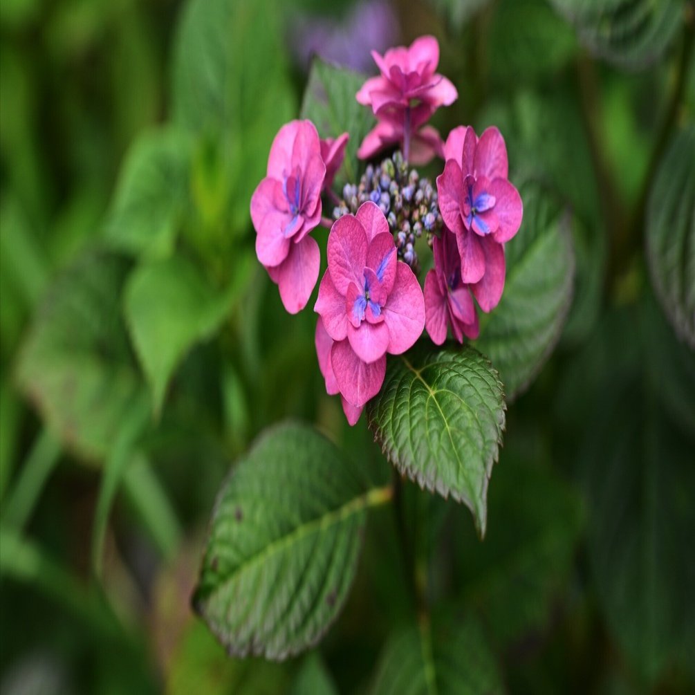 紫陽花 （Z9 ： Opera 50mm F1.4 FF）｜シェル