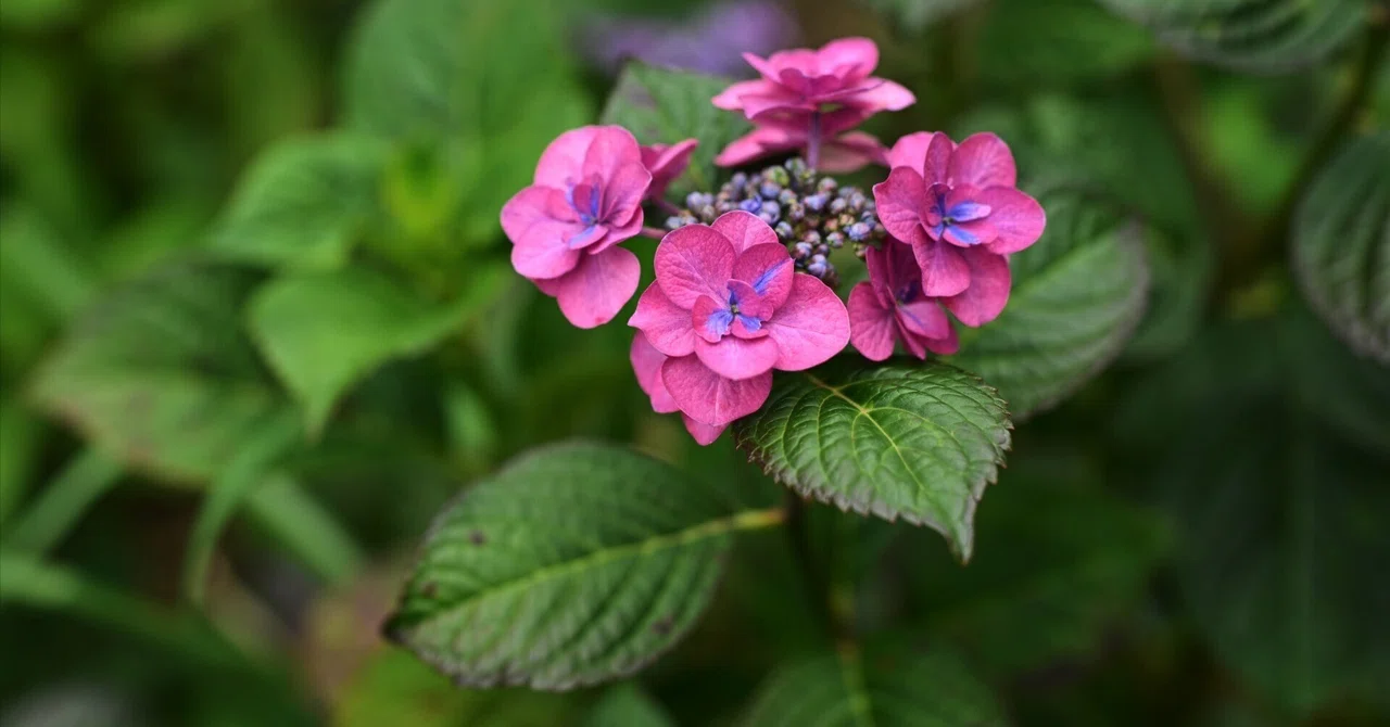紫陽花 （Z9 ： Opera 50mm F1.4 FF）｜シェル