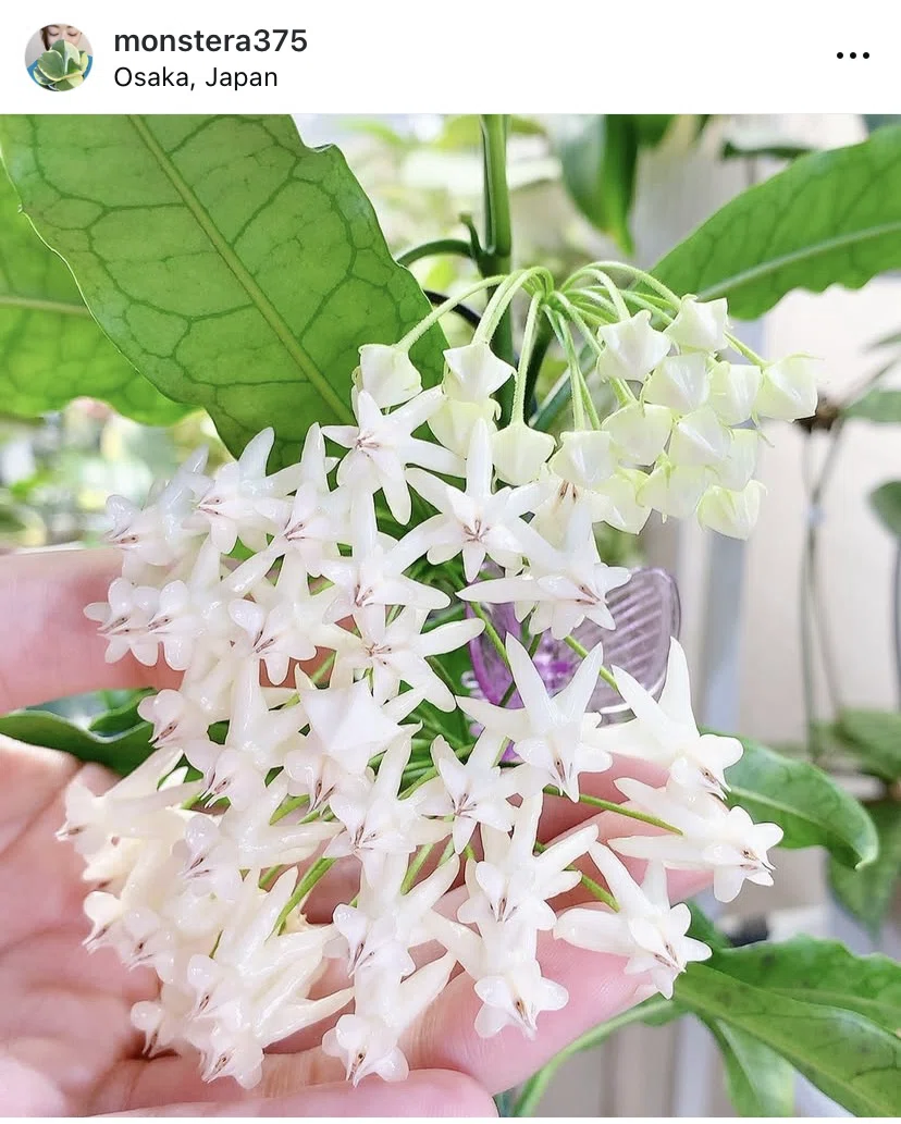 蕾つき レア ホヤ Hoya lockii yellow サクララン大苗 蕾つき レア