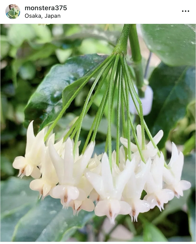 光る美しい花「Hoya lockii」が久しぶりに蕾を付けました｜ホヤ好きの