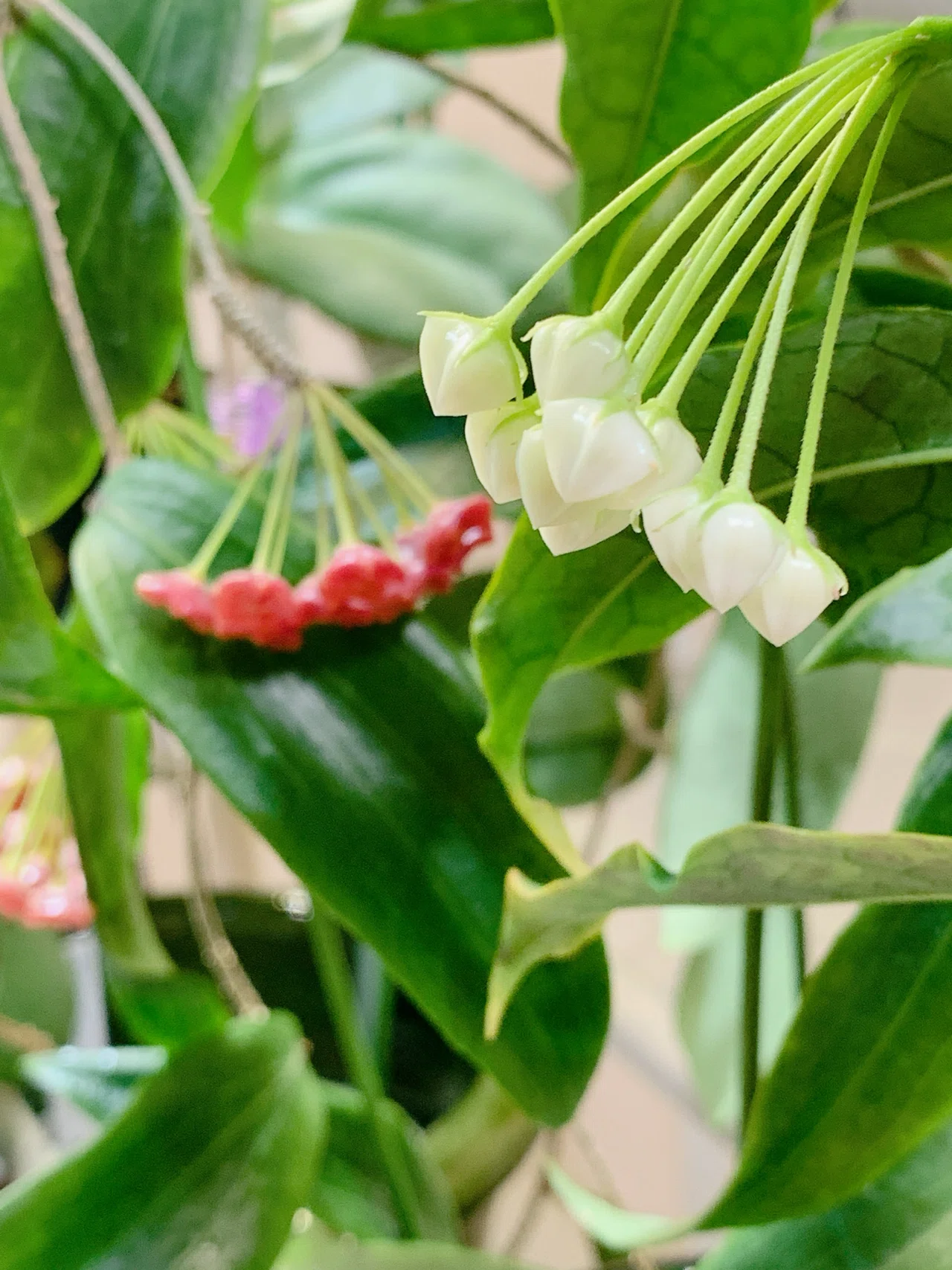 光る美しい花「Hoya lockii」が久しぶりに蕾を付けました｜ホヤ好きの