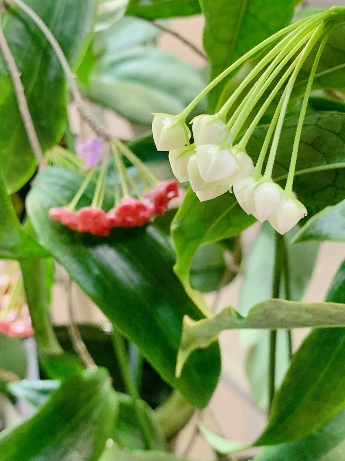 光る美しい花「Hoya lockii」が久しぶりに蕾を付けました｜ホヤ好きの