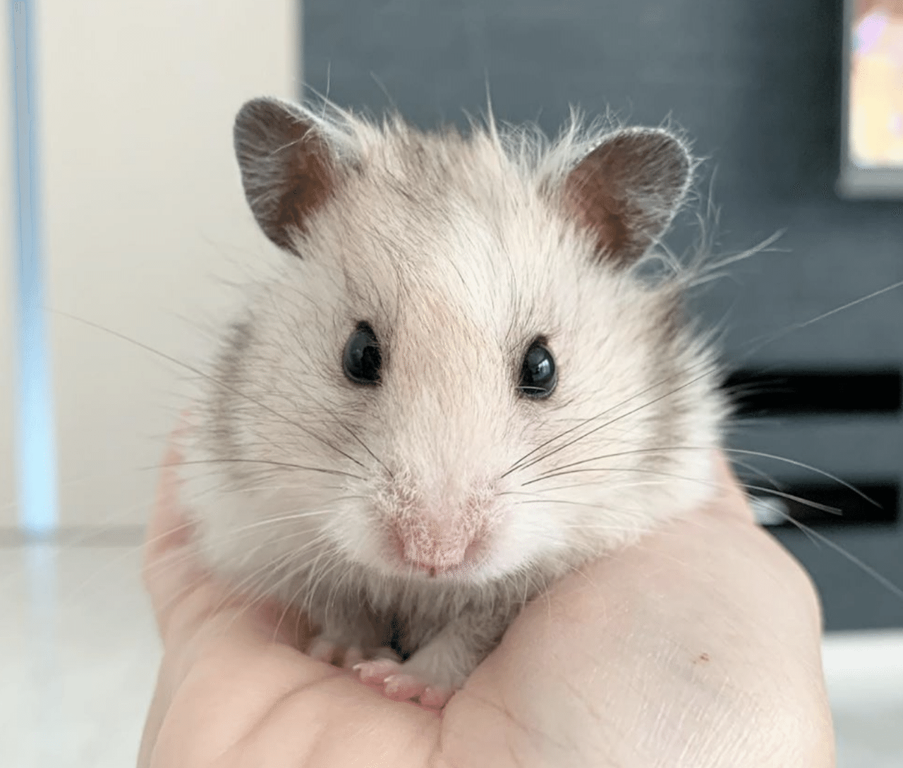 集合住宅でペットと暮らしたい マンションやアパートで飼えるエキゾチックアニマルとは いい部屋ペット いい部屋ネット 公式 Note