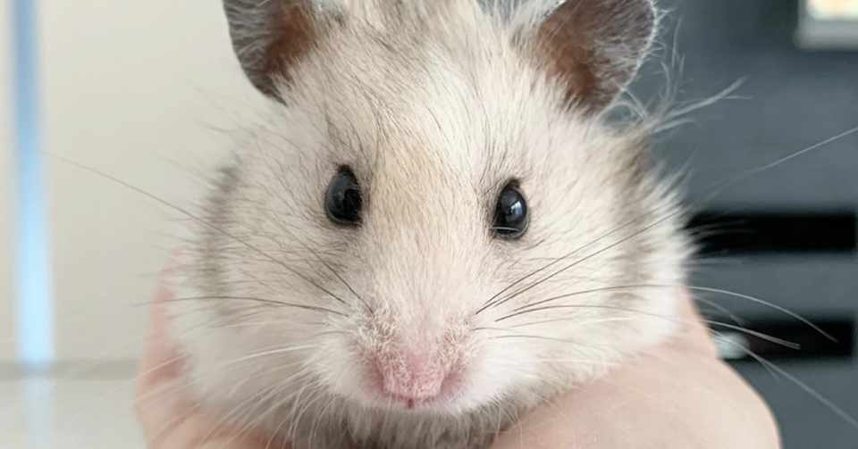 集合住宅でペットと暮らしたい マンションやアパートで飼えるエキゾチックアニマルとは いい部屋ペット いい部屋ネット 公式 Note