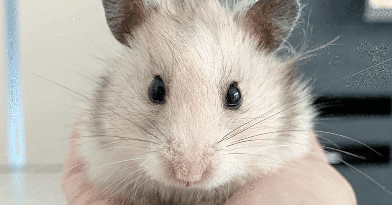 集合住宅でペットと暮らしたい マンションやアパートで飼えるエキゾチックアニマルとは いい部屋ペット いい部屋ネット 公式 Note