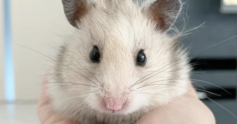 集合住宅でペットと暮らしたい マンションやアパートで飼えるエキゾチックアニマルとは いい部屋ペット いい部屋ネット 公式 Note