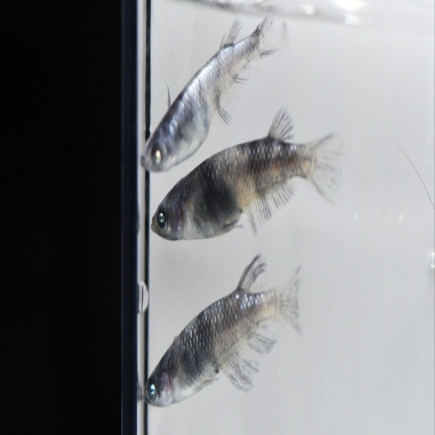 和墨白銀を迎えて｜GOTEMBA MEDAKA FES 2025 参加記｜Swamp & Creek