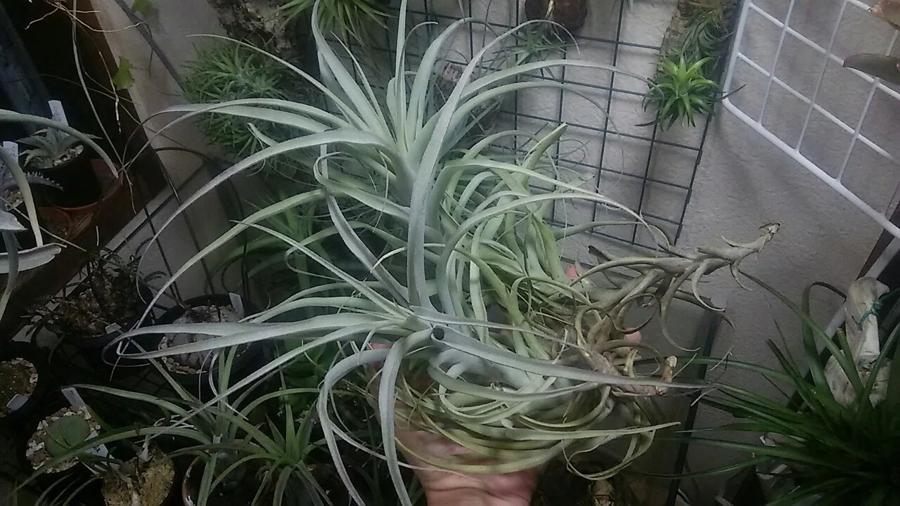 10周年の陣・前哨戦】チランジア入荷リスト2/6｜NatureGarden🌿神田