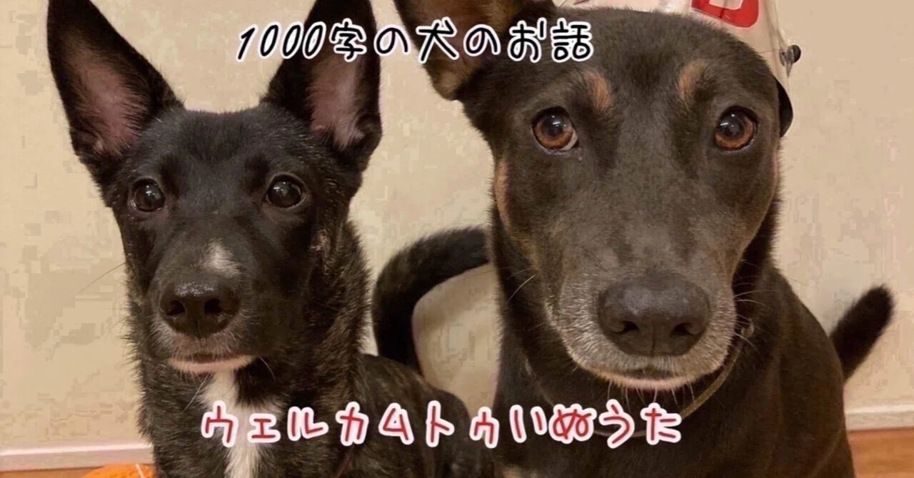 Who is Goo-chan's sister's sister?｜金子きゅん太郎 千字の犬のお話
