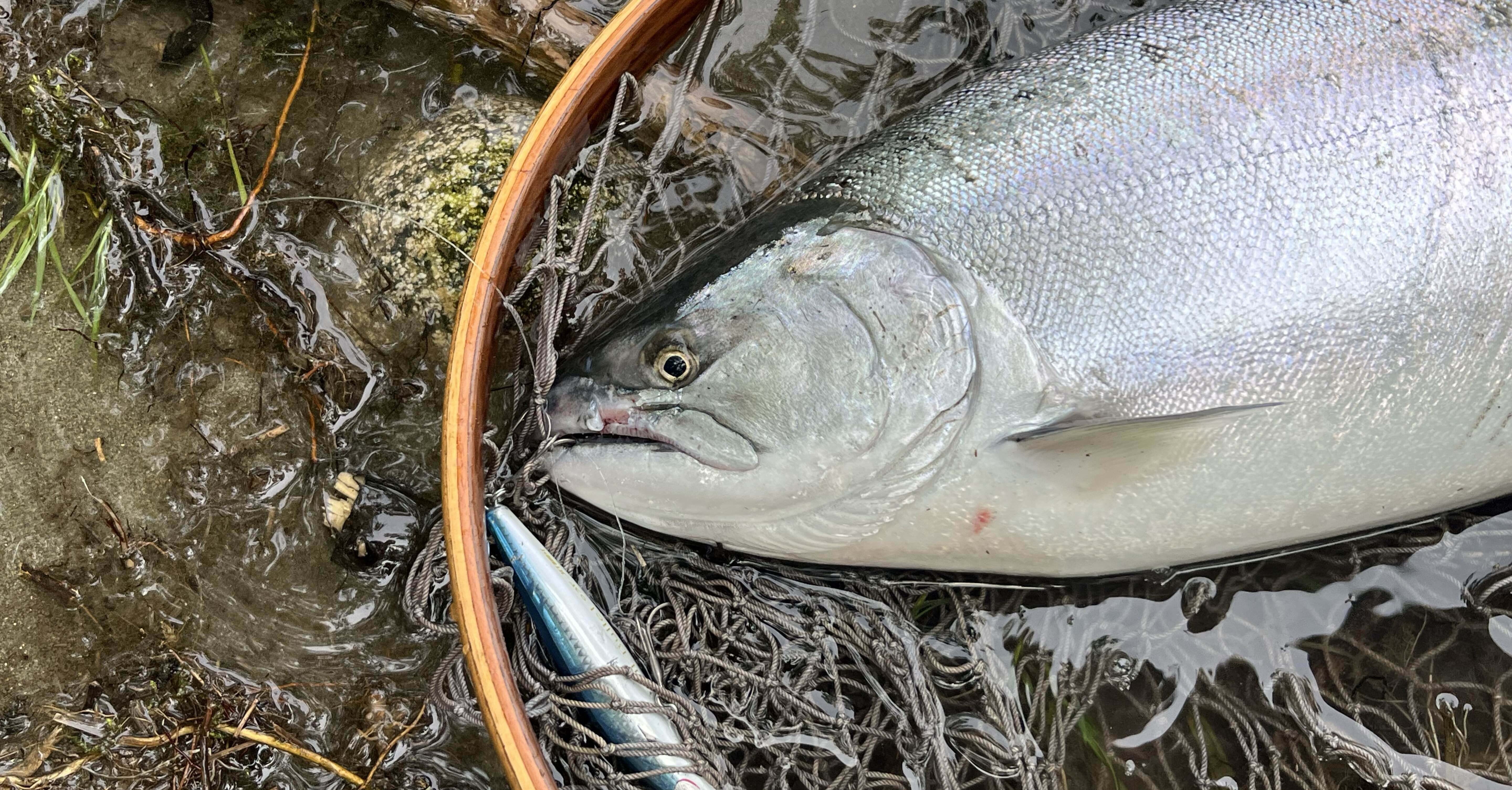 新潟サクラマス釣り【2025春】｜田沢寛｜note