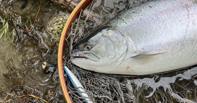 新潟サクラマス釣り【2025春】｜田沢寛｜note