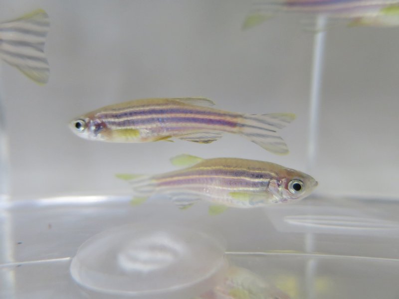 食べものを前にすると なぜ 食べたい と思うのか その答えは 遺伝子組み換えゼブラフィッシュの放つ 光 が教えてくれる 本がひらく 食べものを前にすると なぜ 食べたい と思うのか その答えは 遺伝子組み換えゼブラフィッシュの放つ 光 が教えてくれる 本がひらく