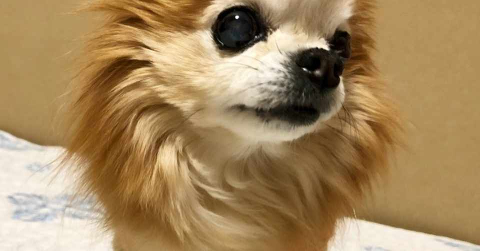 チワワに多い 水頭症 について 動物の先生 Note