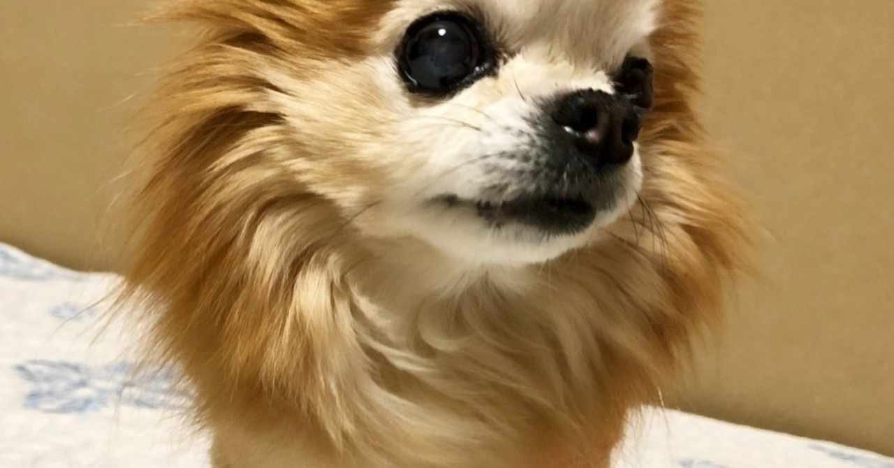 チワワに多い 水頭症 について 動物の先生 Note